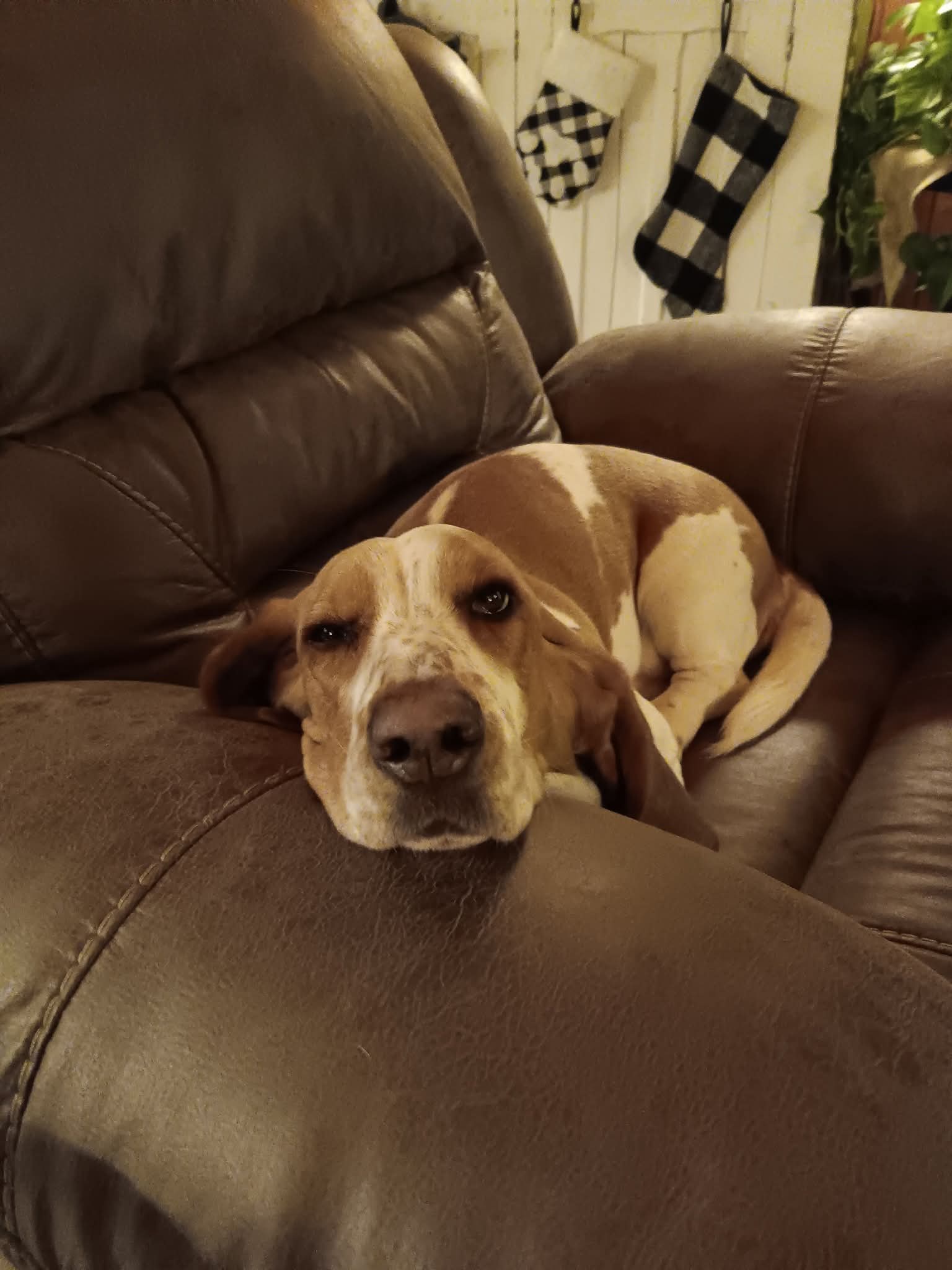 Punkin the hound resting in her chair at the ranch house