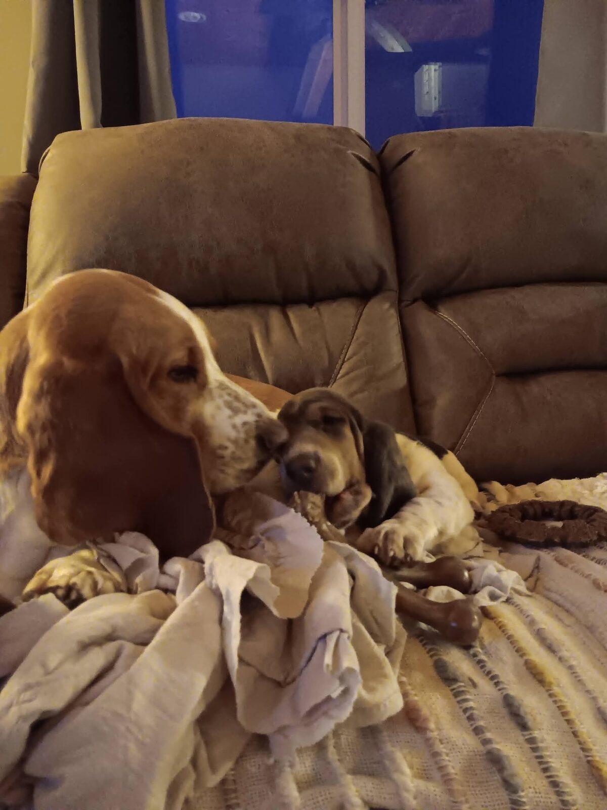 Punkin and Callie, the two ranch dogs, curled up together